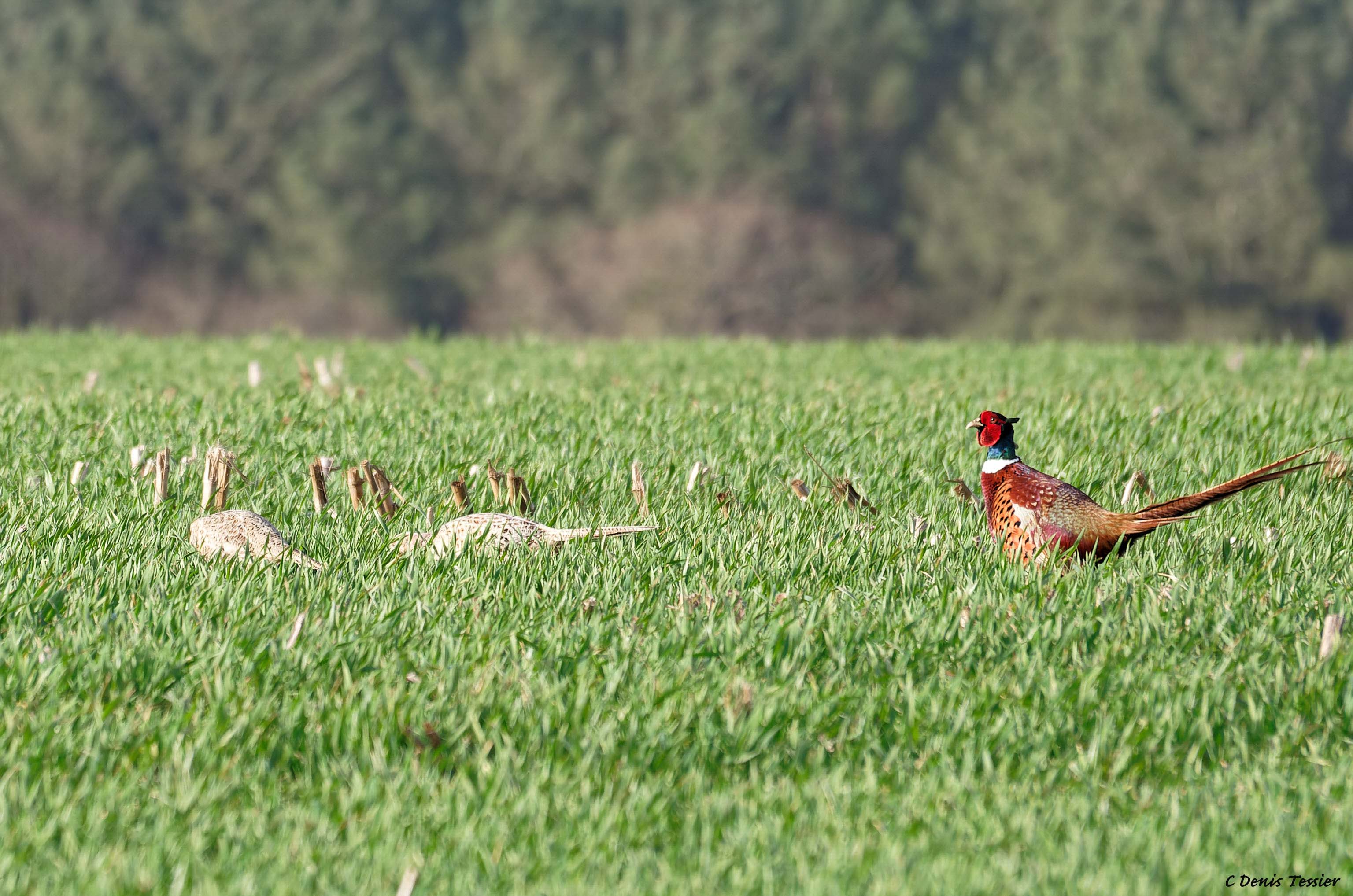 un faisan de colchide, un oiseau parmi la biodiversité de la ferme